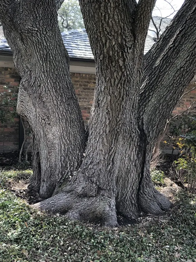 Mature heritage tree close to a Eldorado property cared for by certified arborists